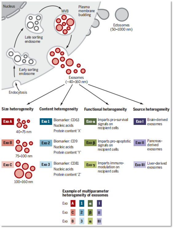 exosomes.png