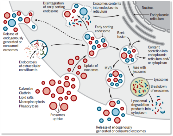 exosomes-1.png