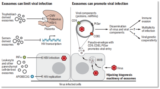 exosomes-2.png